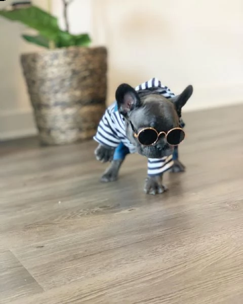 cuccioli di bulldog francese di 12 settimane
