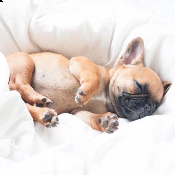 cuccioli di bulldog francese di 12 settimane | Foto 2