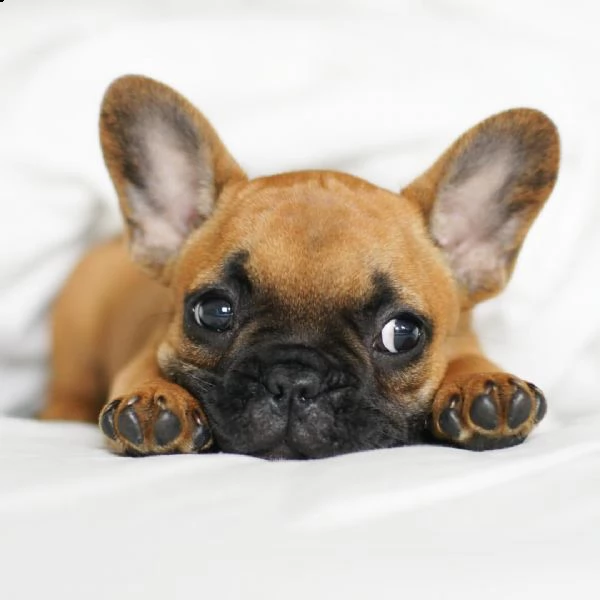 cuccioli di bulldog francese di 12 settimane | Foto 1