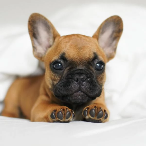 cuccioli di bulldog francese di 12 settimane | Foto 0