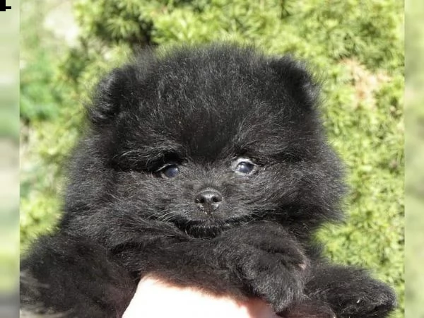 cucciolo di pomerania | Foto 2
