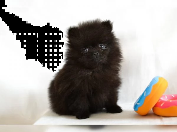 due fantastici cuccioli di pomerania per il reinserimento | Foto 3