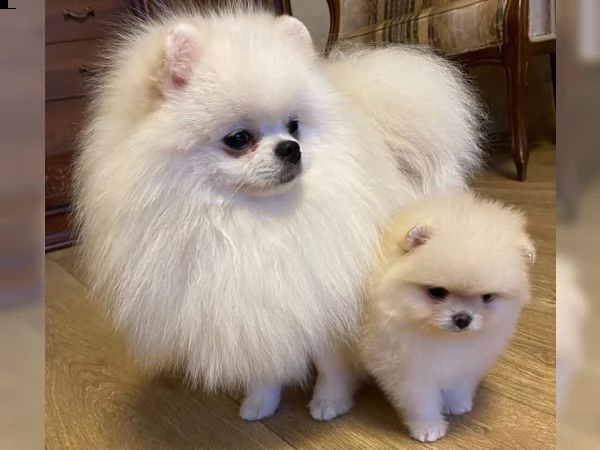 cucciolo di pomerania femmina | Foto 4