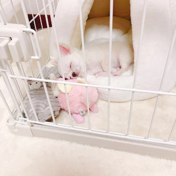cuccioli di chihuahua in adozione | Foto 0