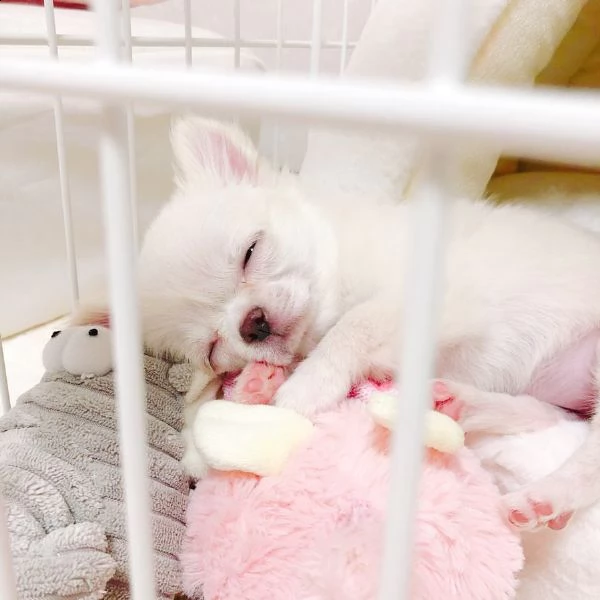 cuccioli di chihuahua in adozione