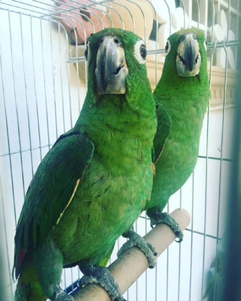 amazzoni pappagalli in adozione