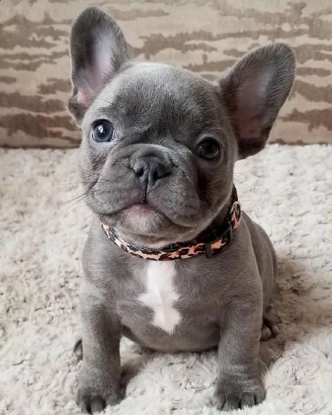  regalo cuccioli di cane a bulldog francese splendidi cuccioli di bulldog francese ad appassionati d