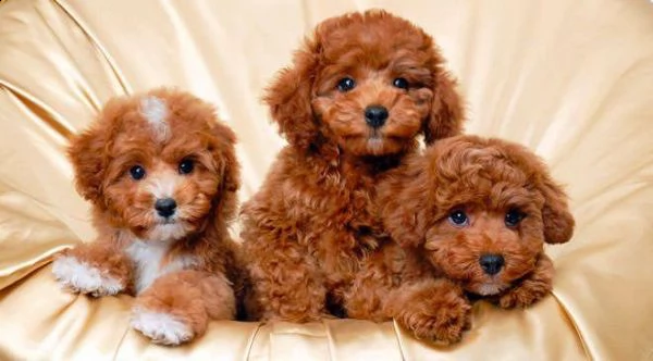  regalo abbiamo cuccioli di barboncino sono barboncino di dimensioni standard . sono registrati akc.