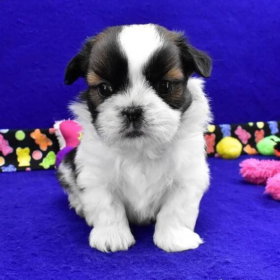 bellissimi cuccioli imperiali di shih tzu per l'adozione | Foto 1