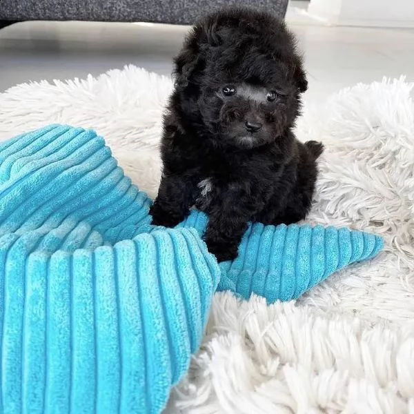 cuccioli di barboncino in adozione | Foto 3