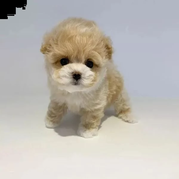 cuccioli di barboncino in adozione | Foto 2