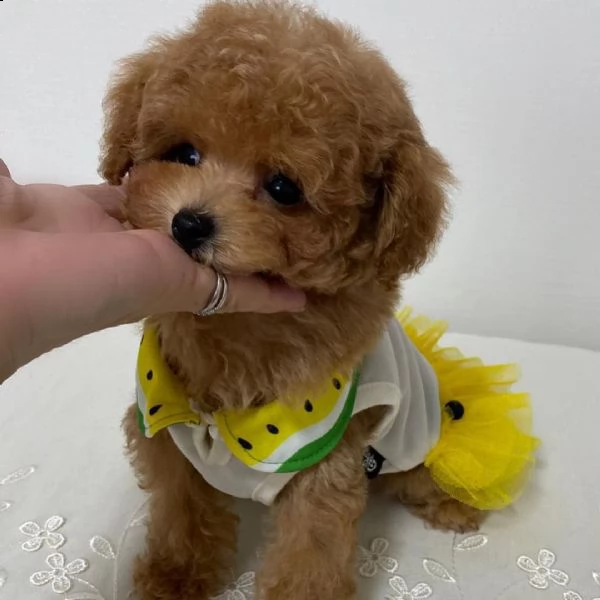 cuccioli di barboncino in adozione | Foto 1