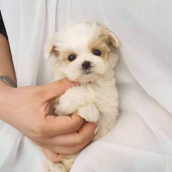 cuccioli di barboncino in adozione | Foto 0