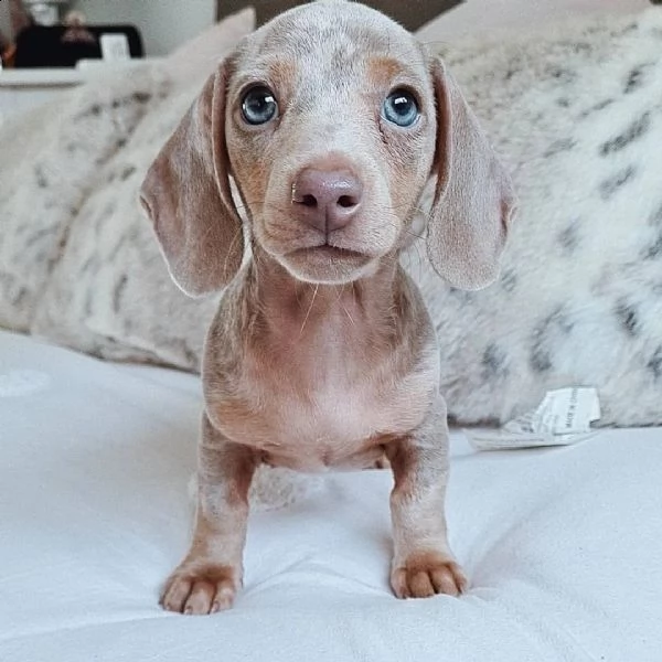 cuccioli di bassotto sani e ben addestrati per l'adozione gratuita | Foto 2