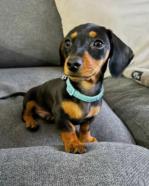 cuccioli di bassotto sani e ben addestrati per l'adozione gratuita | Foto 0