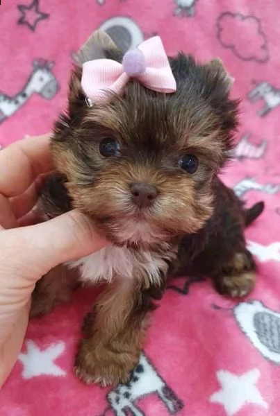 cuccioli di yorkie registrati per l'adozione