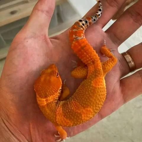 iguana iguana | Foto 0