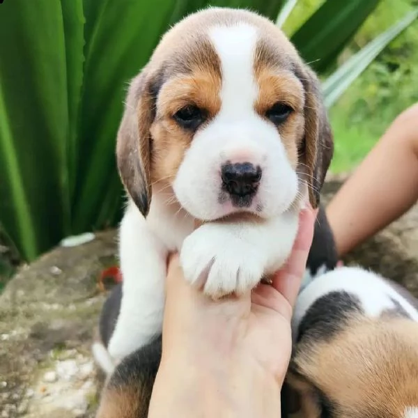cuccioli di beagle