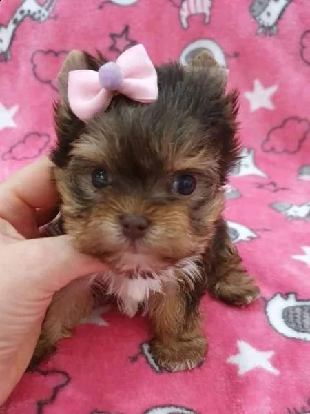 cuccioli di yorkie registrati per l'adozione | Foto 0
