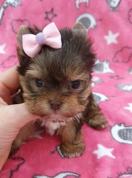 cuccioli di yorkie registrati per l'adozione