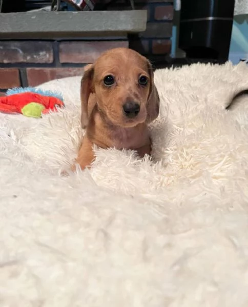 cuccioli di bassotto sani e ben addestrati per l'adozione gratuita | Foto 0