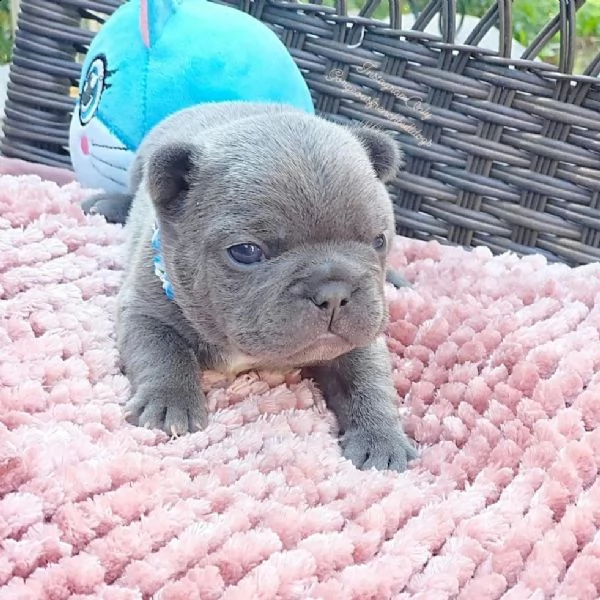 cuccioli di bulldog francese ben addestrati | Foto 0
