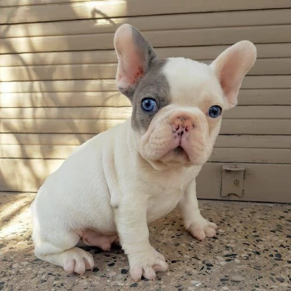 cuccioli di bulldog francese ben addestrati