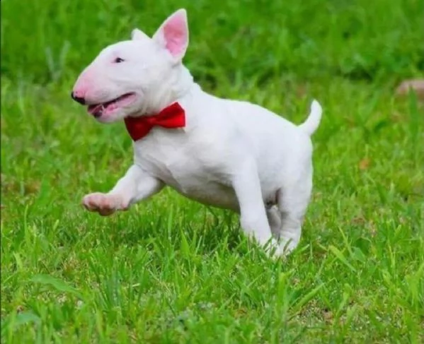  adorabili cuccioli di bull terrier femminucce e maschietti disponibili . i cuccioli sono vaccinati