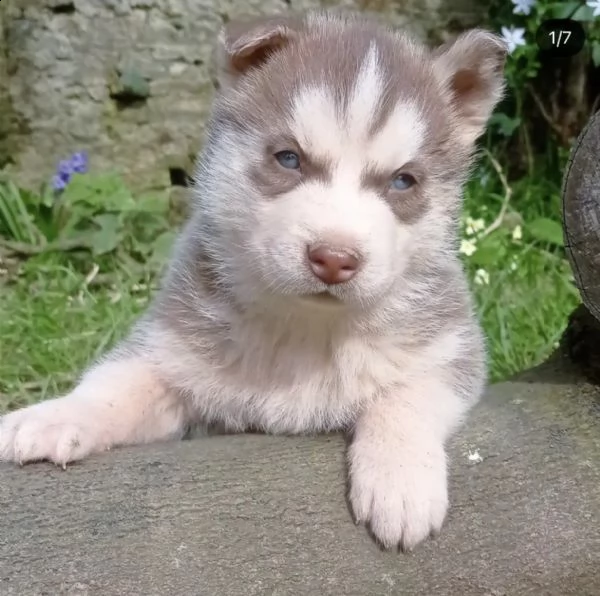  regalo siberian husky