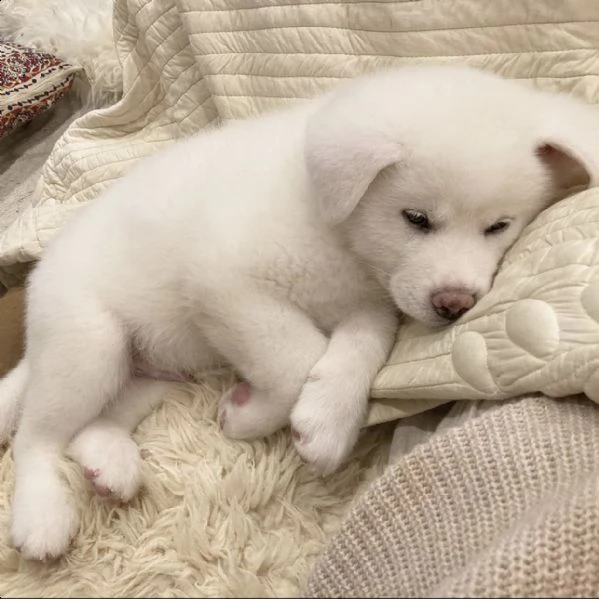  regalo akita-inu 