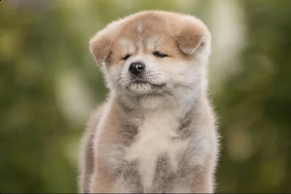  regalo akita-inu  | Foto 0