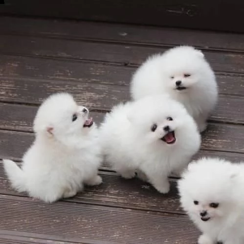 bellissimi cuccioli di pomerania