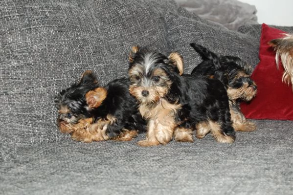 vendo adorabili cuccioli di yorkie in tazza da tè