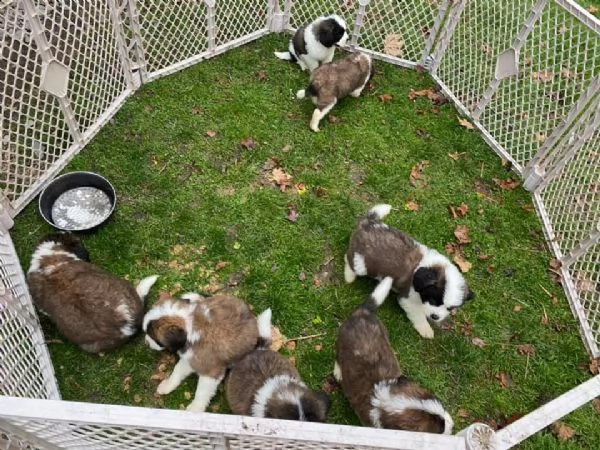 simpatici cuccioli di san bernardo maschio e femmina