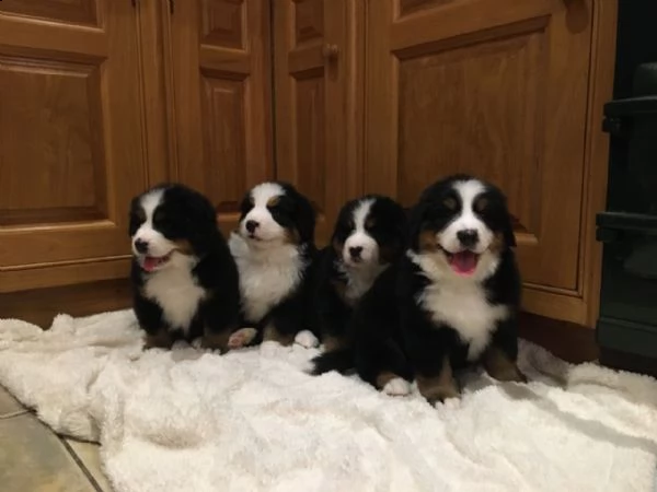 bellissimi cuccioli di montagna bernese