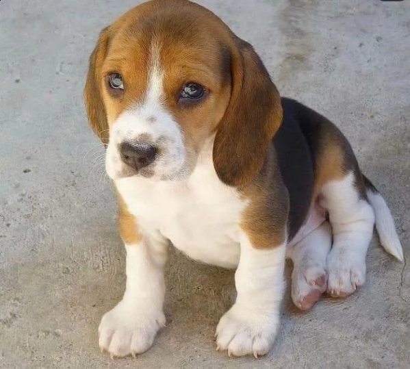 regalo beagle