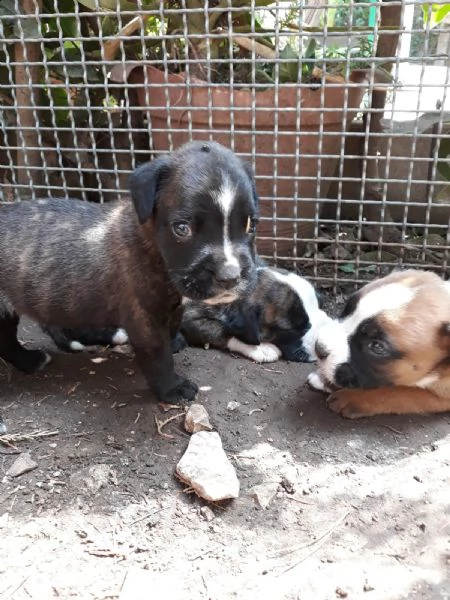 cuccioli di boxer in puglia in provincia bari | Foto 1