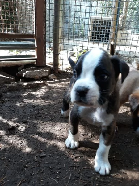 allevamento boxer bari lecce taranto brindisi foggia | Foto 6