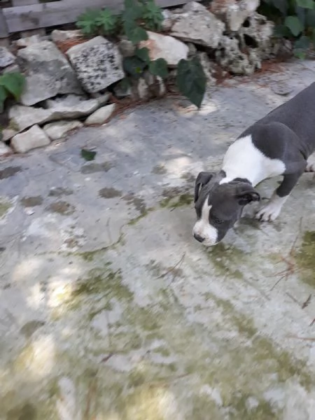 cucciole di amstaff blu e bianco e nero 