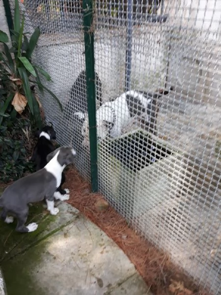 cucciole di amstaff blu e bianco e nero  | Foto 2