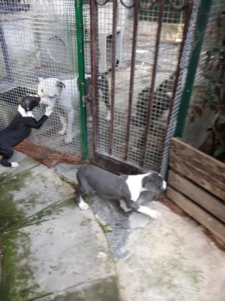 cucciole di amstaff blu e bianco e nero  | Foto 1
