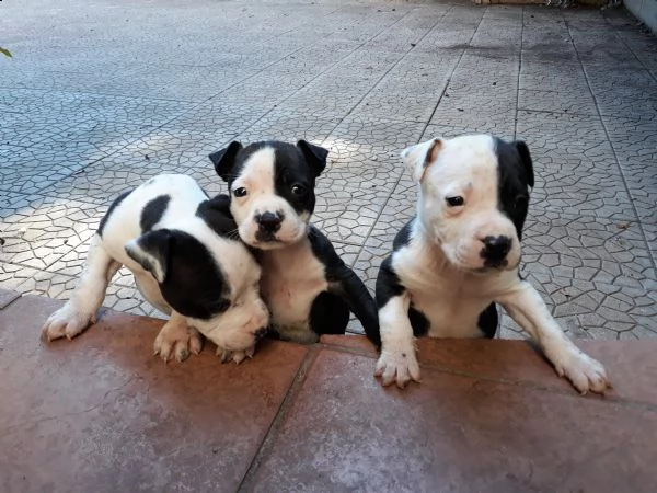 allevamento amstaff italia - cuccioli amstaff in puglia | Foto 4