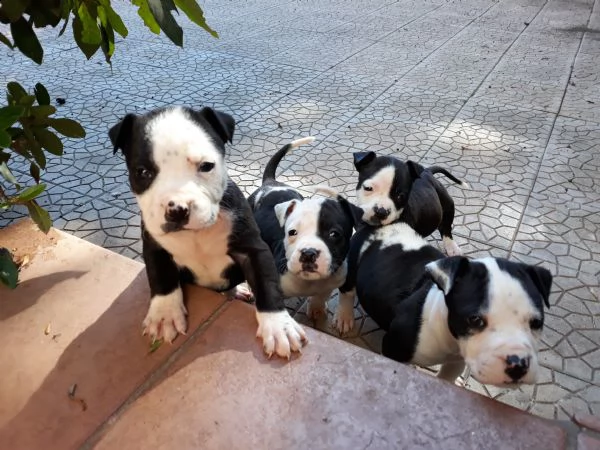allevamento amstaff italia - cuccioli amstaff in puglia | Foto 3