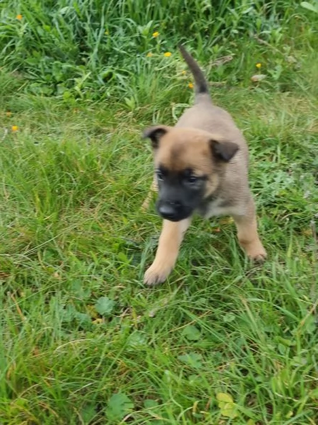 Allevamento Pastore Belga Malinois in Puglia 