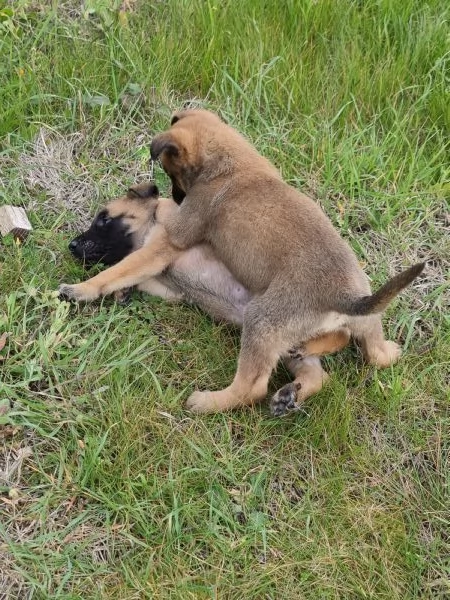 Allevamento Pastore Belga Malinois in Puglia  | Foto 2