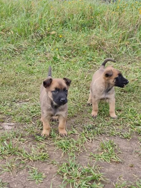 Allevamento Pastore Belga Malinois in Puglia  | Foto 0