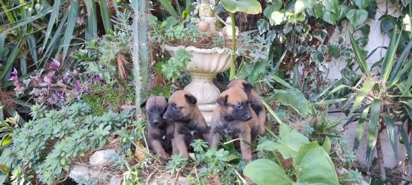 Pastore Belga Malinois in zona Napoli Salerno Avellino Benevento Caserta | Foto 3