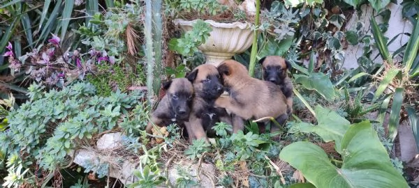 Pastore Belga Malinois in zona Napoli Salerno Avellino Benevento Caserta | Foto 2