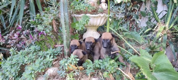 Pastore Belga Malinois in zona Napoli Salerno Avellino Benevento Caserta