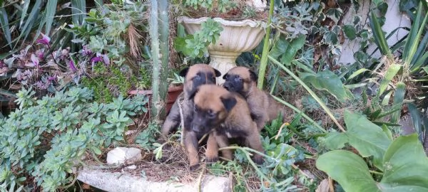 Cuccioli Pastore Belga Malinois in Calabria Cosenza Crotone Catanzaro | Foto 2